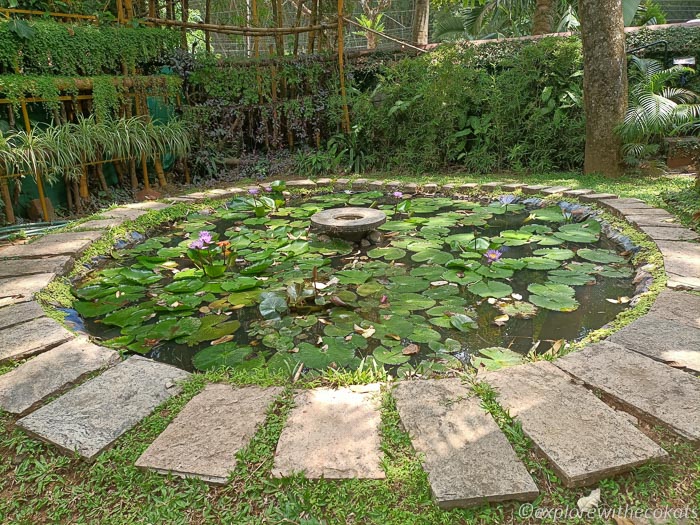 Lotus pond at Cardamom County Resort in Thekkady