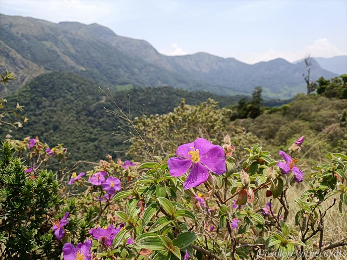 Malabar black mouth flowers in bloom