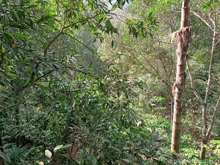 Spice plantation in thekkady