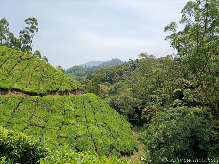 Tea plantation Kerala - Best places to visit in Thekkady