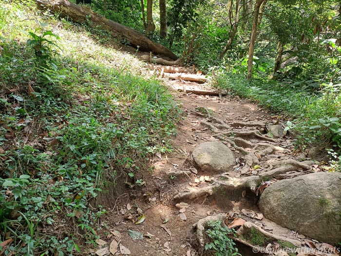 Trekking in Munnar