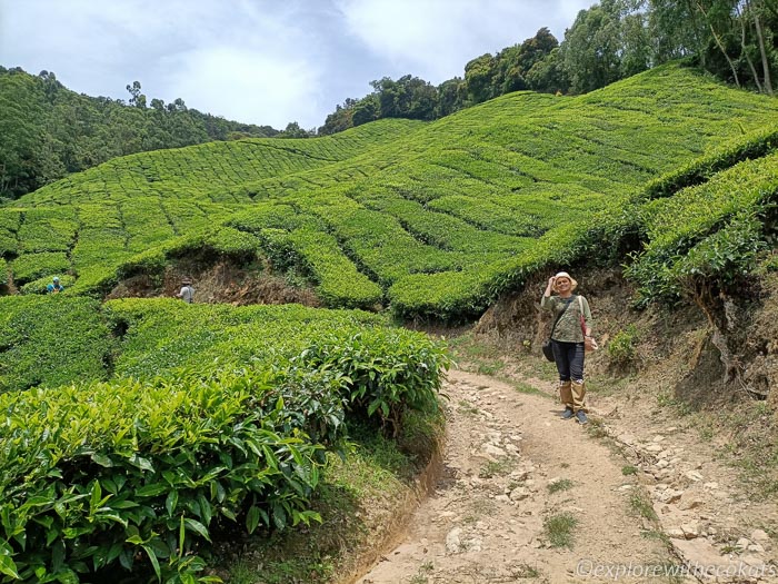 Trekking through tea gardens in Yellapatty