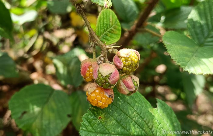 Wild mulberry while trekking in Munnar