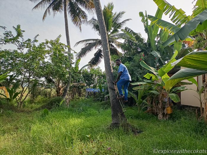Coconut tree climbing in Kerala