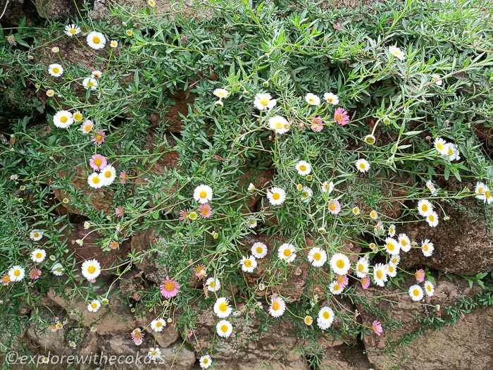 Mountain flowers around the property
