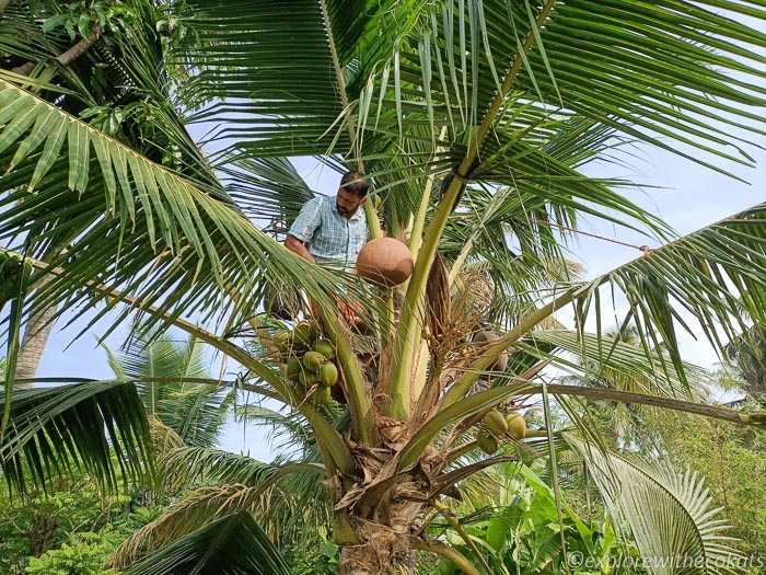 Toddy tapping in Kumarakom Kerala