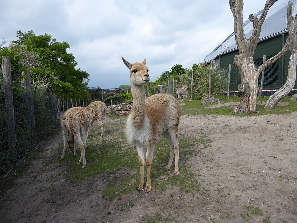 Rotterdam zoo | Places to visit in Rotterdam