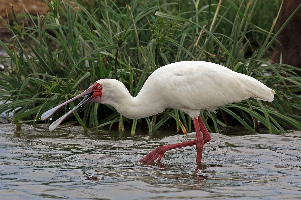 African spoonbills in wildlife and birding parks in Botswana