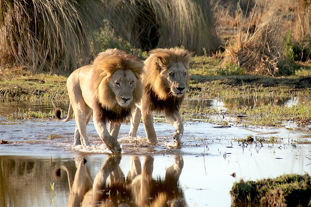 Lions in Okavango Delta