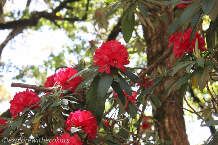 Rhododendron in bloom in Nainital