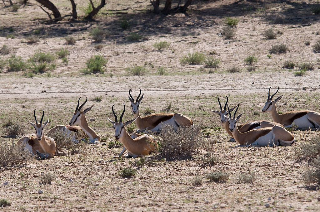 Springbok in Kalahari Game Reserve_Wildlife in Botswana
