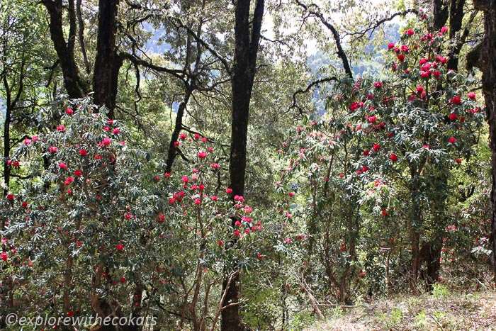 The forest of Nainital