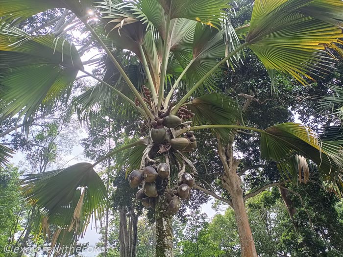 Coconut palm in Royal Botanical Gardens Kandy