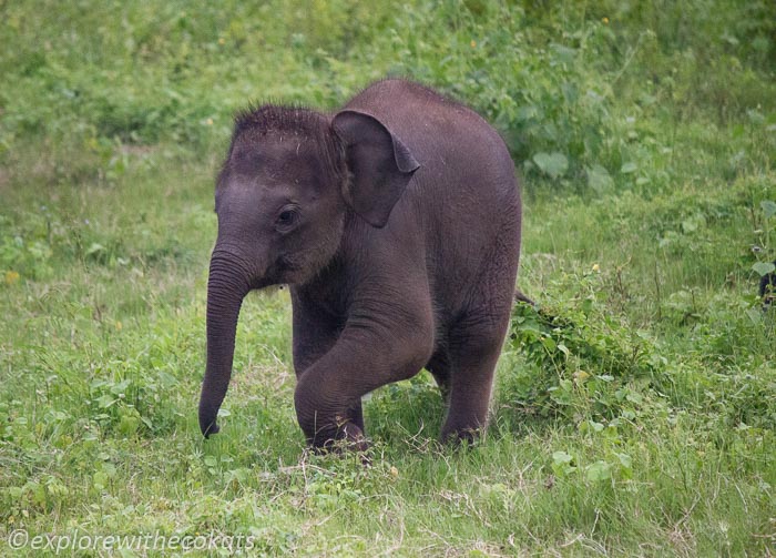 A baby elephant during Minneriya National Park Safari