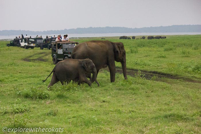 Asiatic elephants crossing the road