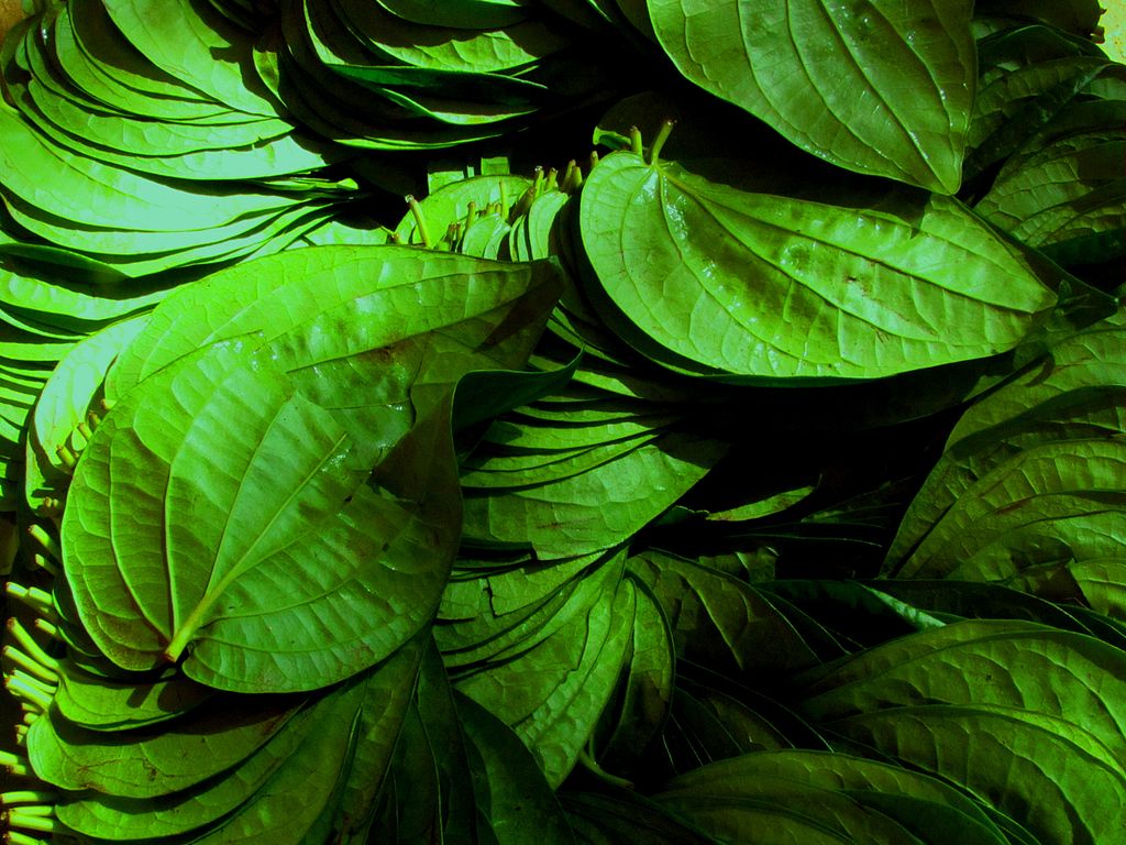 Betel Leaves