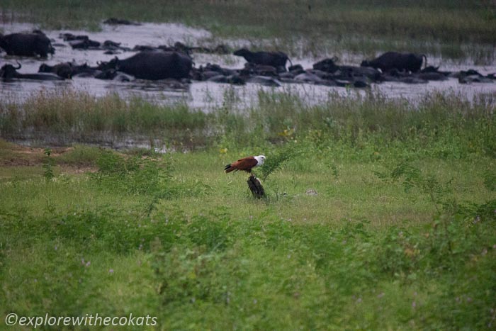 Brahminy kite and water buffaloes