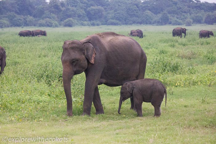 Elephant Mother-Baby_Minneriya Sri Lanka