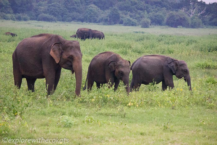 Elephants at Minneriya National Park