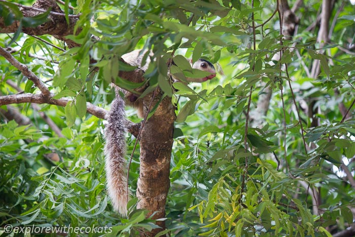 Giant Squirrel in Minneriya