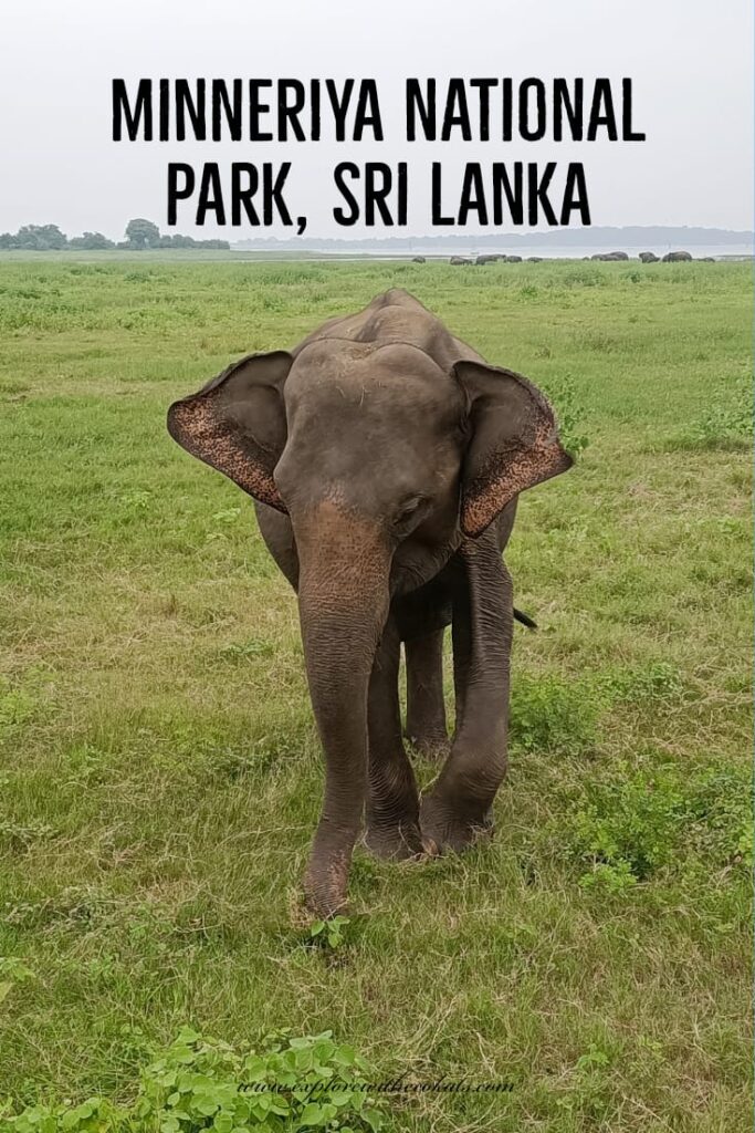 Minneriya National Park Safari Sri Lanka