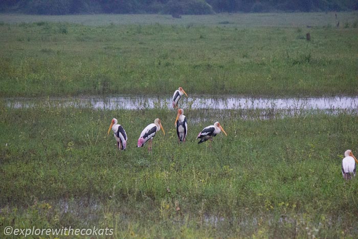 Painted storks in Minneriya