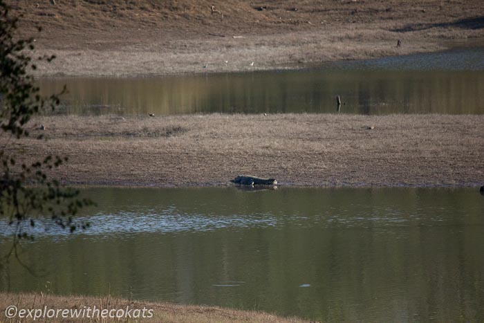 A crocodile in Satpura tiger reserve