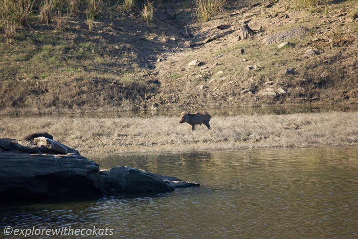 A wild boar in the Satpura jungle