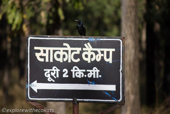 Internal road in Satpura jungle