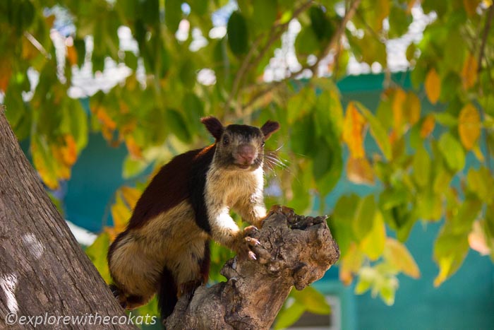 Indian giant squirrel in Satpura