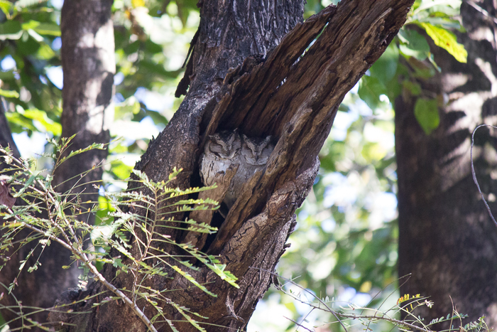 Indian scops owl