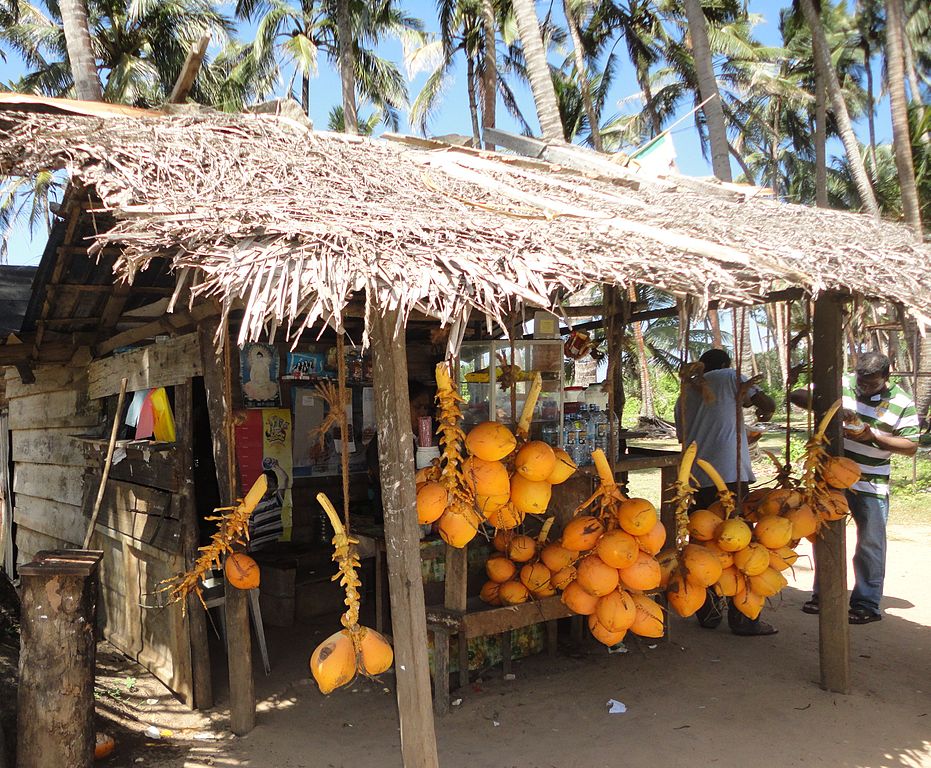 King coconut_Travel guide to Sri Lanka