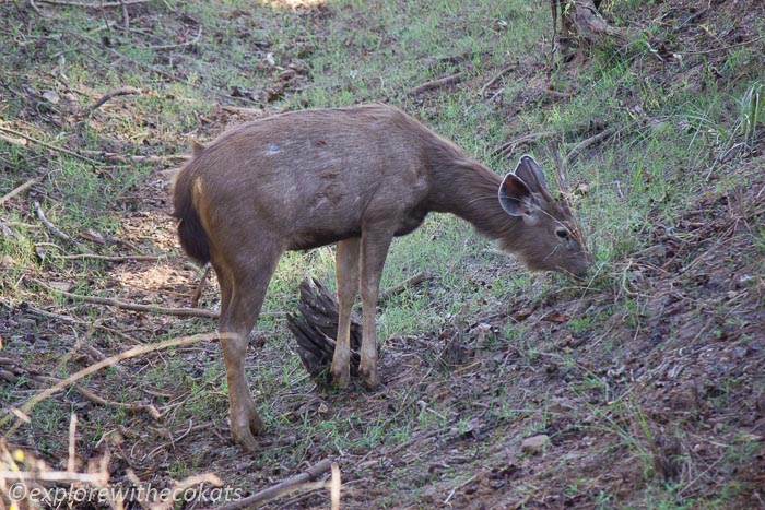 Sambar deer in Satpura tiger reserve