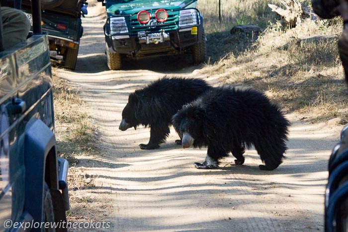 Sloth bear in satpura national park