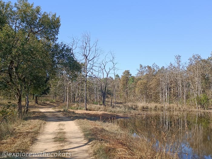 The forest of Satpura range