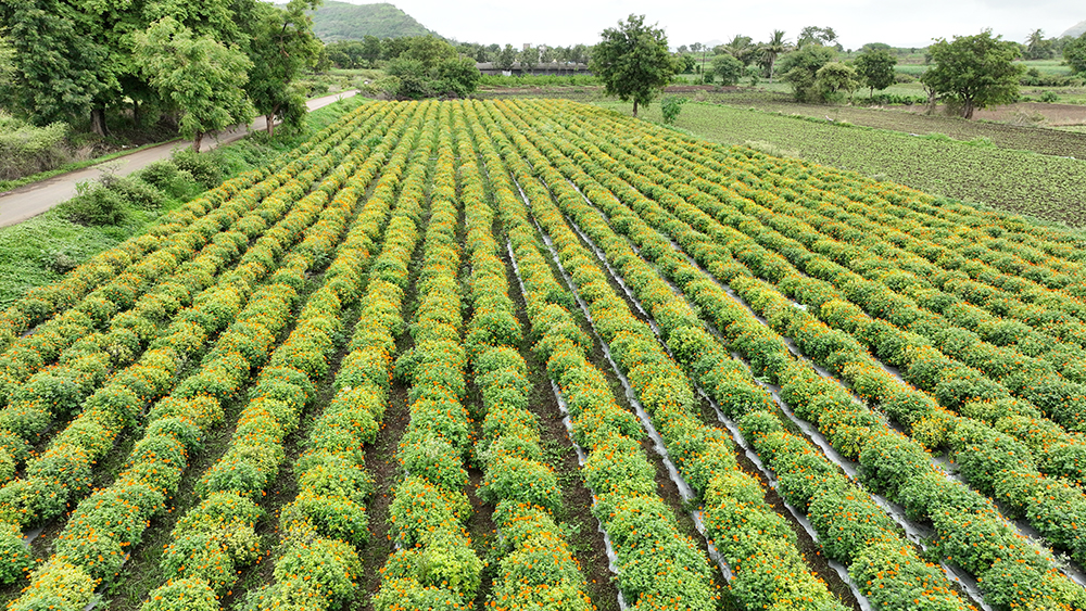 Agro tourism in Junnar