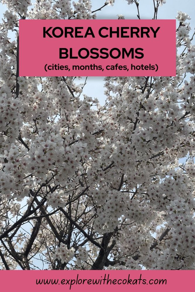 Chasing cherry blossoms in south korea