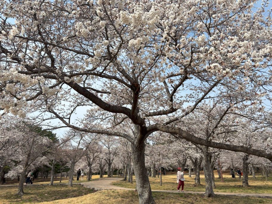 Cherry blossoms at Bulguksa Tempple, Gyeongju