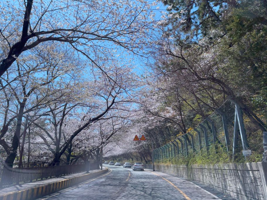 Cherry blossoms in Busan_Dalmaji-gil Road