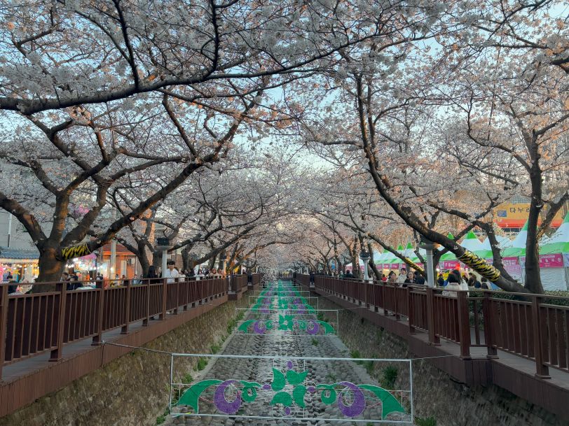 Cherry blossoms in South Korea_Jinhae