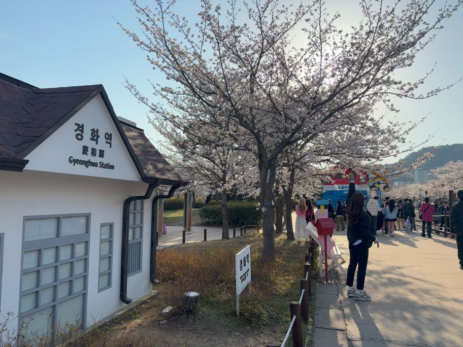 Gyeonghwa Station_Jinhae cherry blossom festival