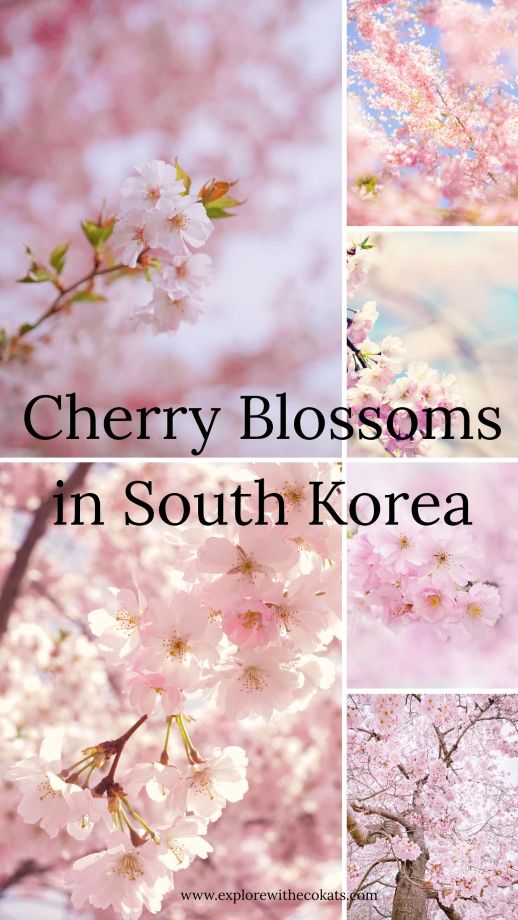 Korea Cherry blossoms_cherry blossoms in korea