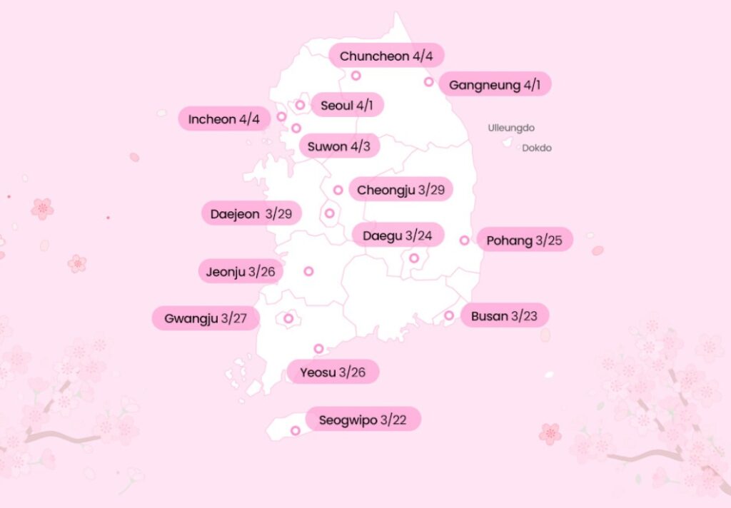Korea cherry blossom forecast