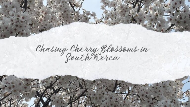 Korea cherry blossoms