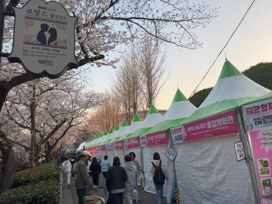 Korea cherry blossoms_Jinhae cherry blossom festival