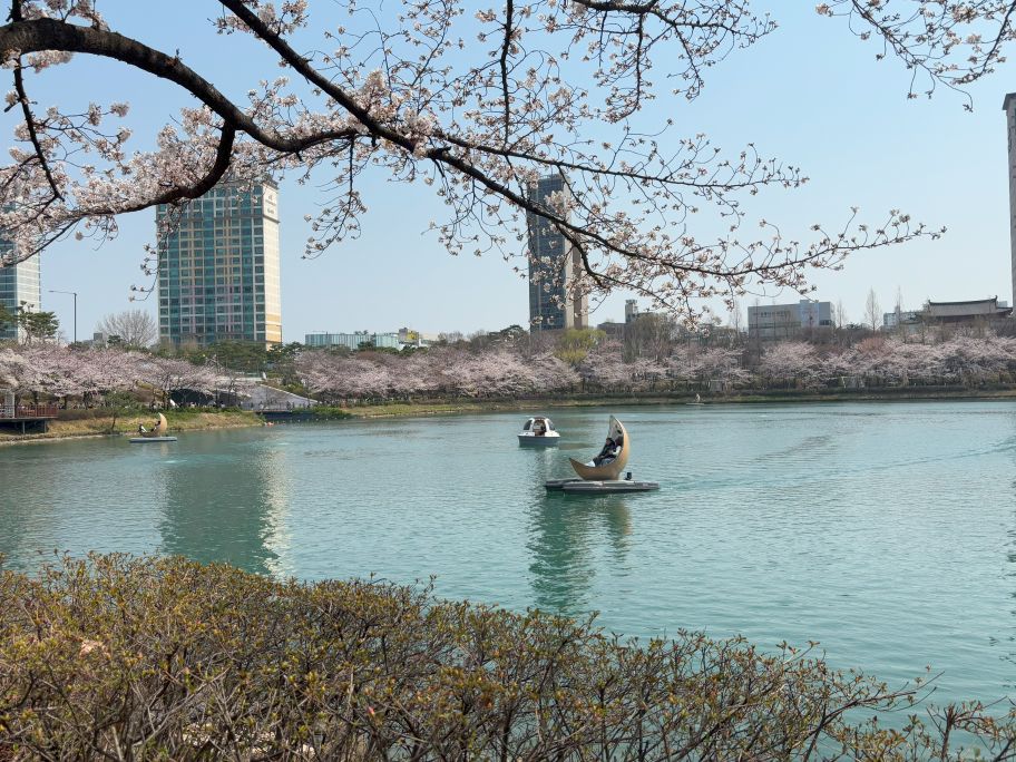 Seokchon cherry blossom festival