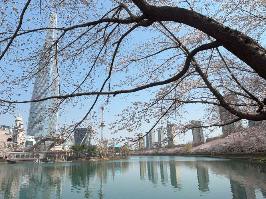 Seonkchon lake_Korea cherry blossoms