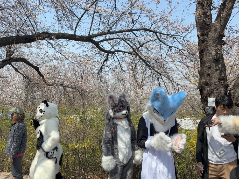 Seoul Yeouido Cherry Blossom Festival