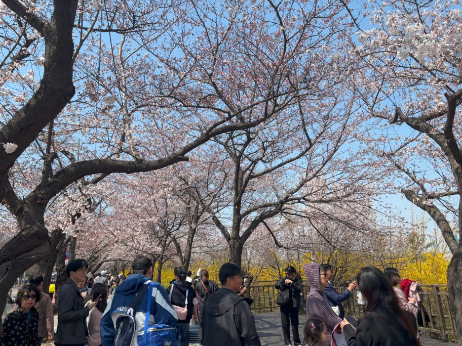 Yeouido Park_Cherry blossoms in Seoul