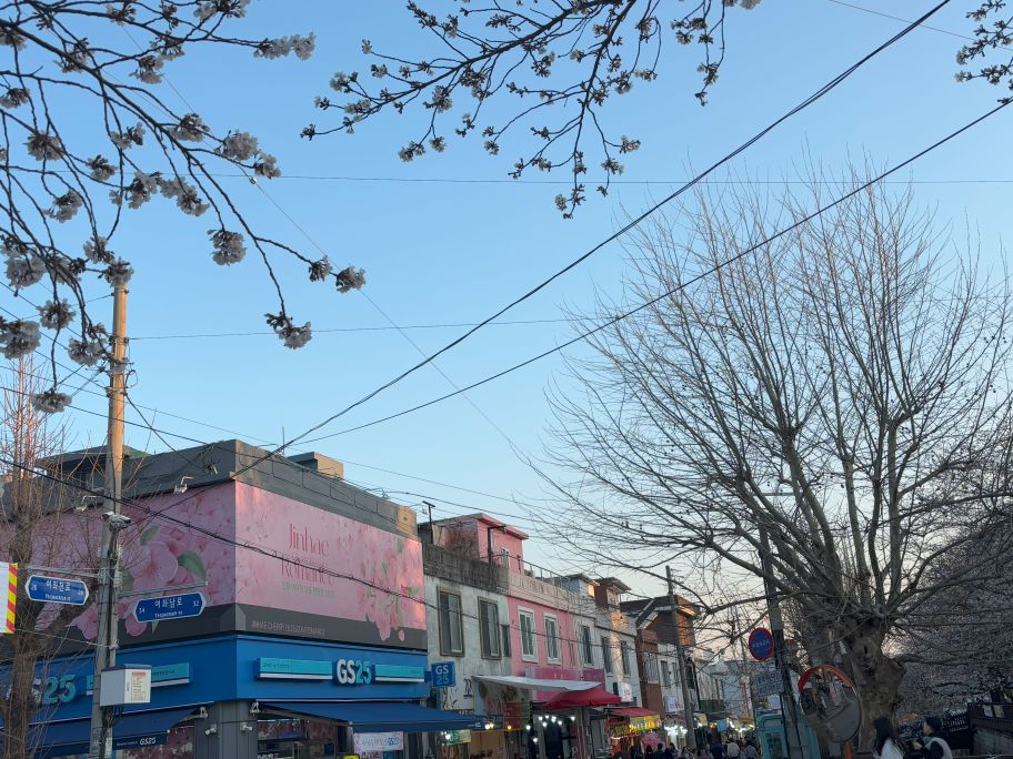 Jinhae in festive and romantic spring mode